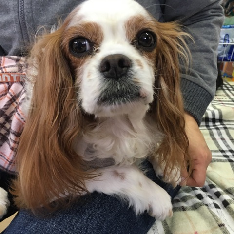 【今日の里帰りワンコ🐶キャバリアのモイリーちゃん💕＆フランちゃん💕】